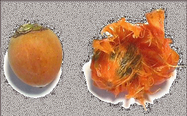 palmnut.jpg (22364 bytes)